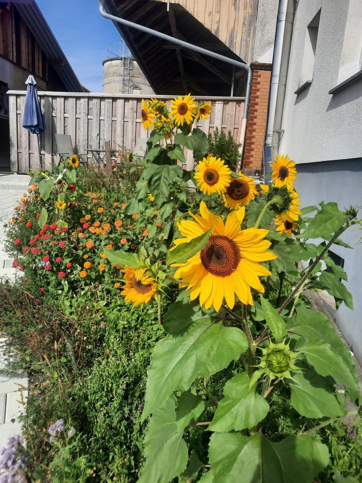 Ferienwohnung Pusteblume Neukirch  Bagian luar foto